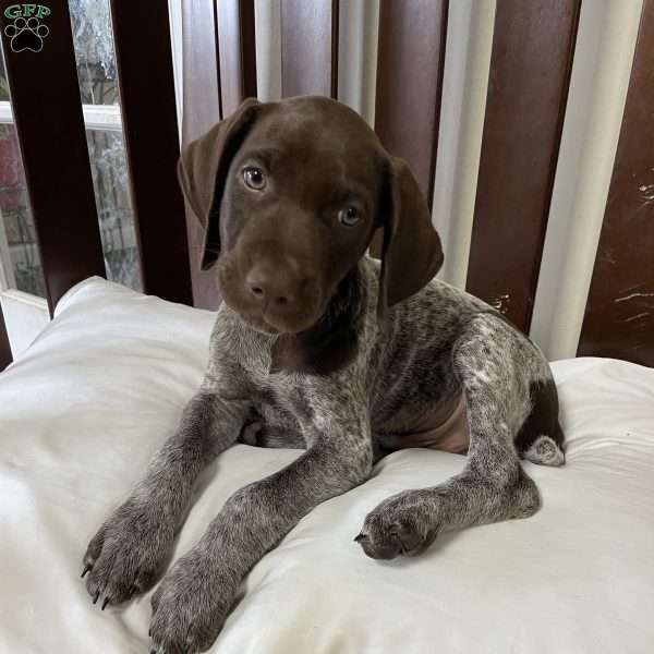 TOOTSIE, German Shorthaired Pointer Puppy